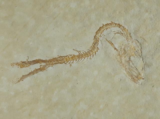 Leptolepides sprattiformis (BLAINVILLE 1818) - Bild © FossNet FossilienStore